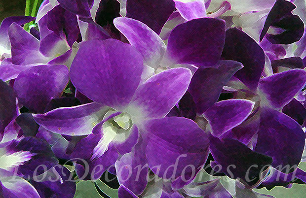 Orquídeas